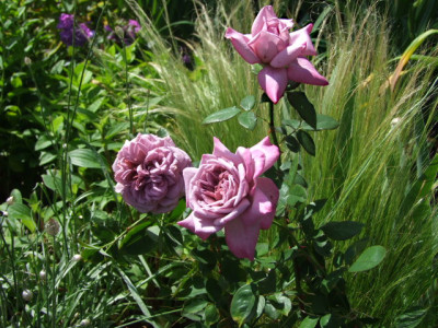 DSCF4046.JPG