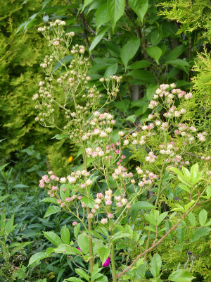 2020-07-20 Rosen 'Suse' 1.jpg