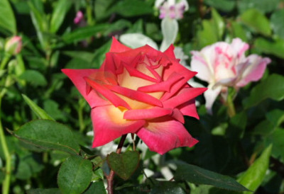 DSCF1102.JPG