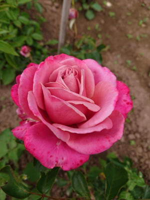 DSC_2196.JPG