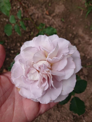 DSC_2178.JPG