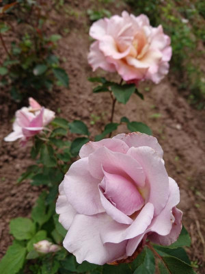 DSC_2185.JPG