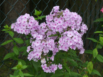 2020-07-20 Phlox 1.jpg