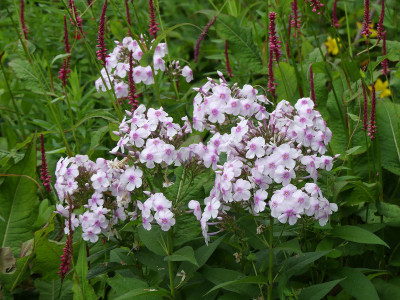 2020-07-20 Phlox 2.jpg