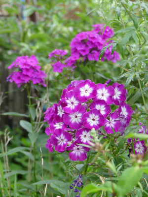 2020-07-20 Phlox 4.jpg