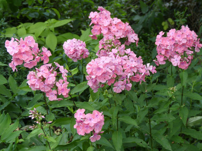 2020-07-20 Phlox 'Bornimer Nachsommer' 1.jpg