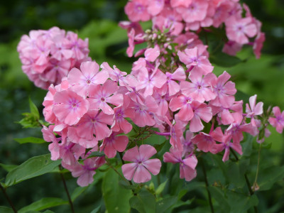2020-07-20 Phlox 'Bornimer Nachsommer' 2.jpg
