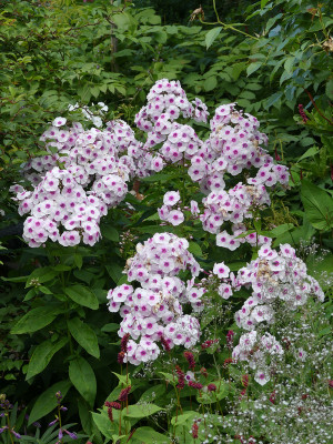 2020-07-20 Phlox 'Euphorion' 1.jpg