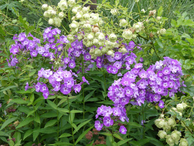 2020-07-20 Phlox 'Fiosin' 1.jpg