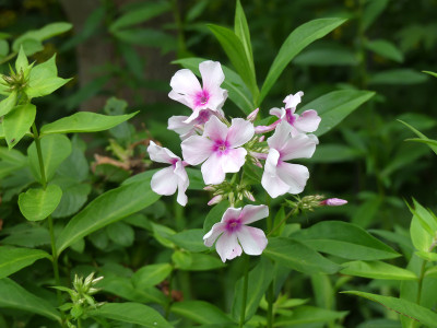 2020-07-20 Phlox 'Fr. Dr. Focke' 1.jpg