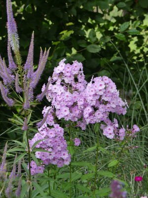 2020-07-20 Phlox 'Henki' 1.jpg