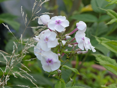 2020-07-20 Phlox 'Laubenpieper' 1.jpg