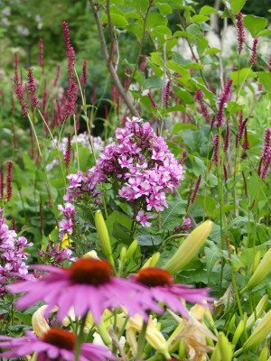 2020-07-20 Phlox 'Miss Elie' 1.jpg