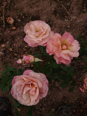 DSC_2208.JPG