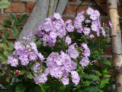 2020-07-20 Phlox 'Molodost' 1.jpg