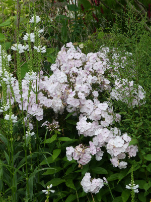 2020-07-20 Phlox 'Monica Lynden-Bell' 1.jpg