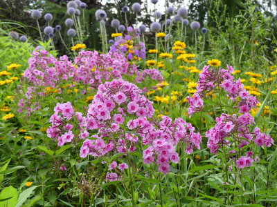 2020-07-20 Phlox 'Morfar Albert' 1.jpg