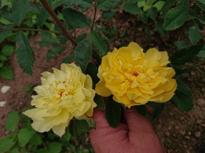 DSC_2252.JPG