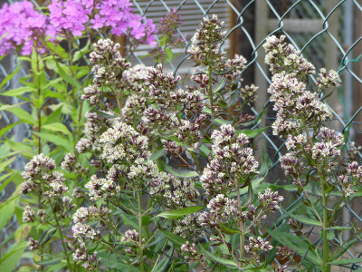 2020-07-20 Phlox 'Pure Feelings' 1.jpg