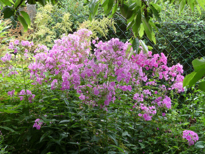 2020-07-20 Phlox 'Winnetou' 1.jpg