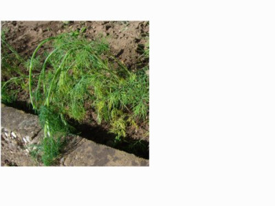 Dill.jpg