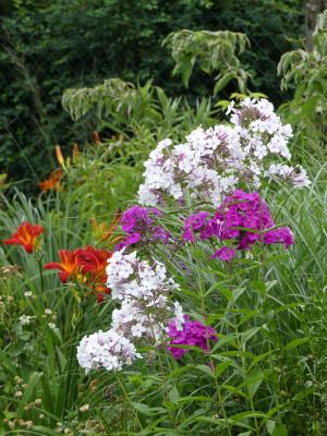2020-07-20 Phlox 'Nirvana' 1.jpg