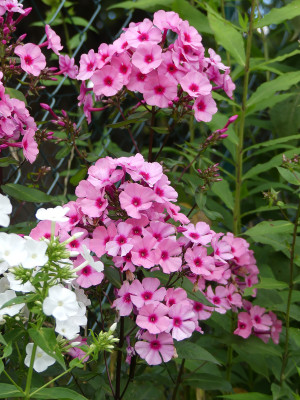 2020-07-20 Phlox 'Oleander' 1.jpg