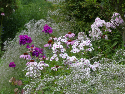 2020-07-20 Phlox 'Zauberspiel' 2.jpg