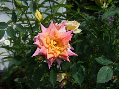 DSC ,F3063.JPG