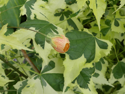 2020-07-20 Abutilon 'Savitzii'.jpg