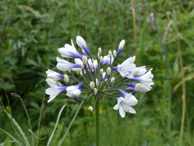 2020-07-20 Agapanthus 'Twister'.jpg