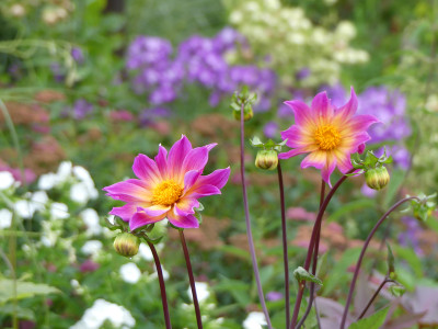 2020-07-20 Dahlia 1.jpg