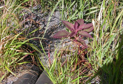 Amaranth_Mintropplatz.jpg