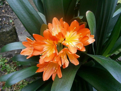klivie und hyazinthe 023.JPG