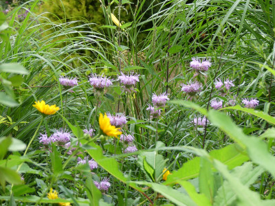 2020-07-20 Monarda.jpg