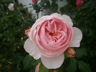 Blüten 2016 023.JPG
