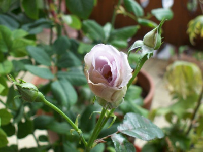 Blue_Bajou_Knospe_923.jpg