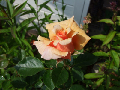DSCF1972.JPG