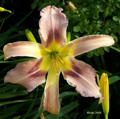 SAL Spider rose 2020.jpg