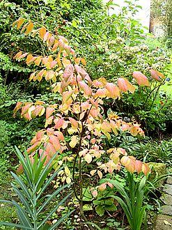 Euonymus_planipes_fars_2007.jpg