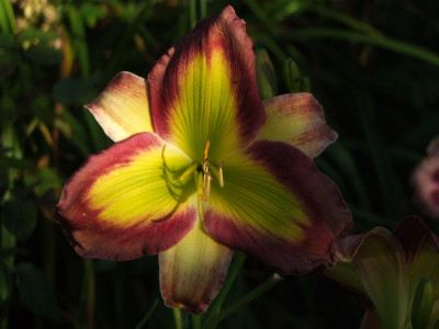 2020_0421MitteJuliGarten20023.JPG