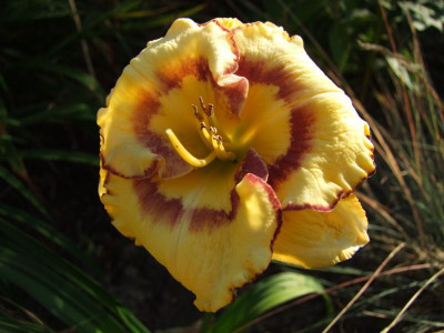 2020_0421MitteJuliGarten20063.JPG