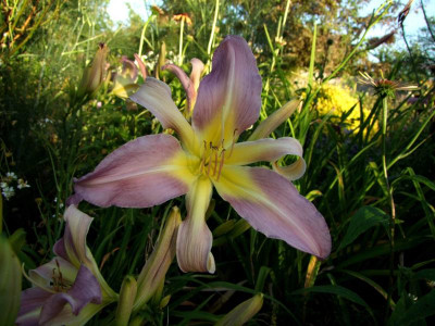 2020_0421MitteJuliGarten20162.JPG