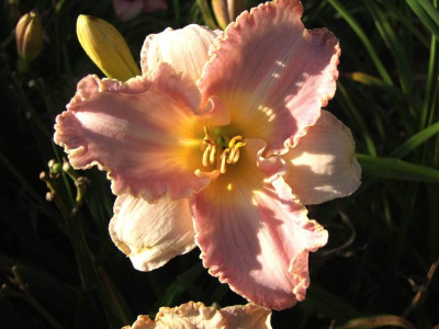 2020_0421MitteJuliGarten20075.JPG