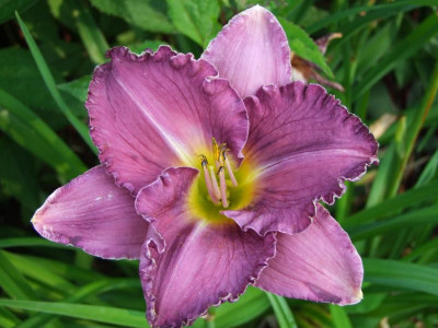 2020_0421MitteJuliGarten20088.JPG