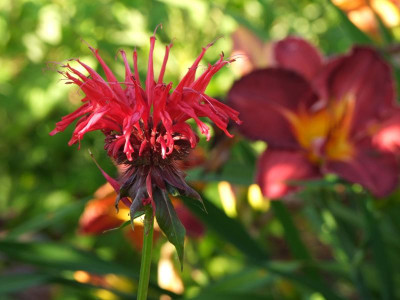 2020_0421MitteJuliGarten20128.JPG