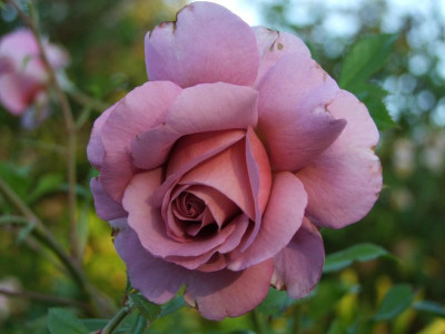 2020_0421MitteJuliGarten20147.JPG