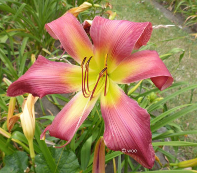 Fleur-de-Mingo 2020.jpg