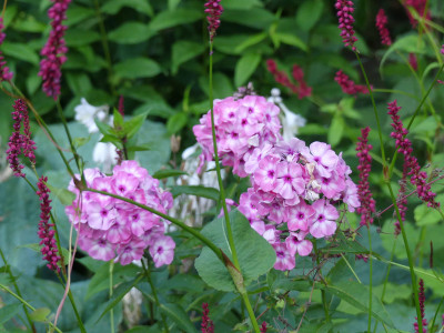 2020-07-21 Phlox 2.jpg