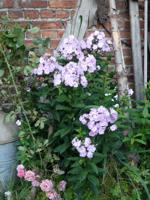 2020-07-21 Phlox 'Molodost' 1.jpg